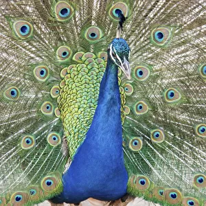 Croatia, Dubrovnik. Peacock in courtship display on Lokrum Island