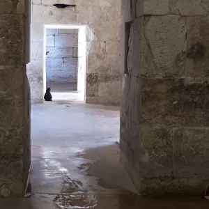 Croatia, Split. Feral cat stands watch at cellar doorway Diocletian Palace