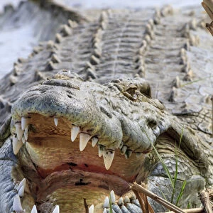 Crocodile venting his teeth. Lake Chamo. Ethiopia, Africa