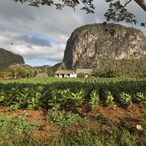 Cuba, Vinales. A field of tobacco grows on a farm beneath a mogote, a karst formation