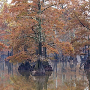Cypress trees in fall color Horseshoe Lake State Fish and Wildlife Area, Alexander County