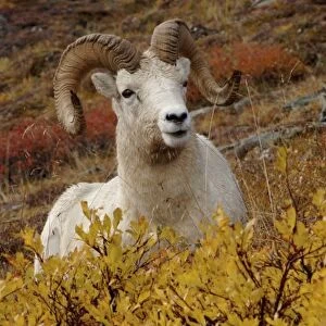 dall sheep, Ovis dalli, ram resting on a hillside during fall colors, Mount Margaret