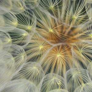 Dandelion Seedhead close-up. Credit as: Nancy Rotenberg / Jaynes Gallery / DanitaDelimont
