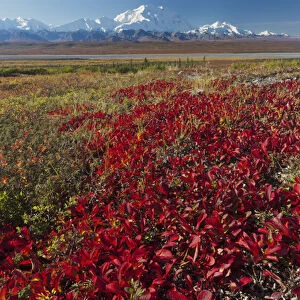 Denali National Park, Alaska, Mt. McKinley towers behind a camp on brilliantly colored