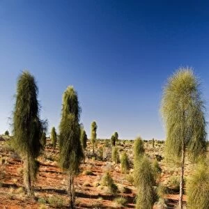 Desert Oaks, Uluru - Kata Tjuta National Park, World Heritage Area, Northern Territory