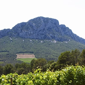 Domaine de l Hortus. The Pic St Loup mountain top peak. Pic St Loup. Languedoc