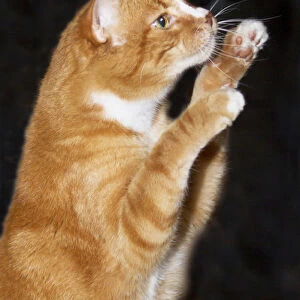 Domestic shorthair cat up on hind legs reaching