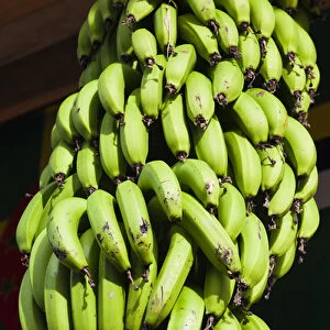 Dominica, Roseau, tropical vegetation, bananas