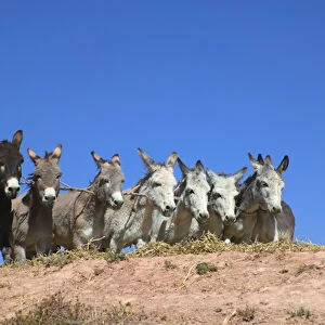 Donkeys running on barley to thrash, Sacred Valley, Cusco area, Peru