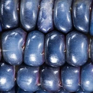 Two ears of Vadito Blue corn (Zea mays) are accompanied by Painted Mountain corn