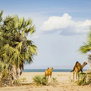 East Africa, Kenya. Omo River Basin, west shore of Lake Turkana, Lobolo Camp
