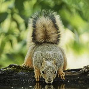 Eastern Fox Squirrel (Sciurus niger), adult drinking, Hill Country, Texas, USA