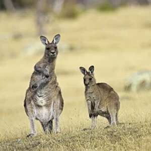 Eastern Grey Kangaroo or Forester Kangaroo (Macropus giganteus), group standing upright