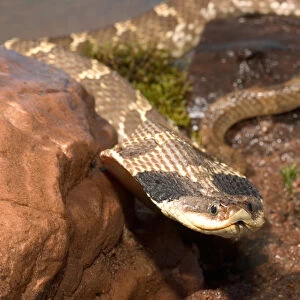 Hognose Snake Collection: Eastern Hognose Snake