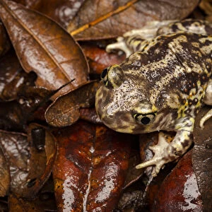 Toads Jigsaw Puzzle Collection: Southern Spadefoot Toads