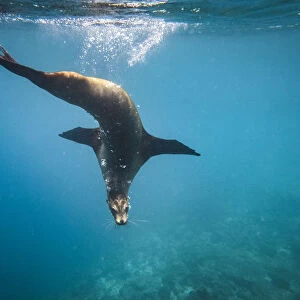 Ecuador, Galapagos Islands. Galapagos sea lion underwater