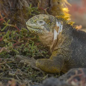 Lizards Collection: Galapagos Land Iguana