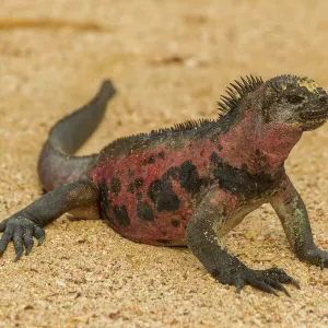 Ecuador, Galapagos National Park. Marine iguana on sand