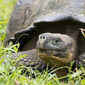 Ecuador, Galapagos. Santa Cruz highlands, wild Galapagos dome-shaped tortoise (endemic sub-species