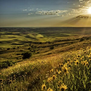Elevated view of wildflowers and rolling fields of wheat at sunset, Steptoe Butte