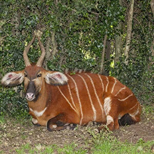 An endangered African bongo