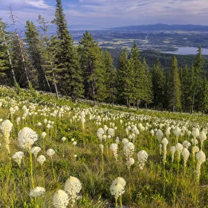 Epic beargrass bloom on Big Mountain in Whitefish, Montana, USA