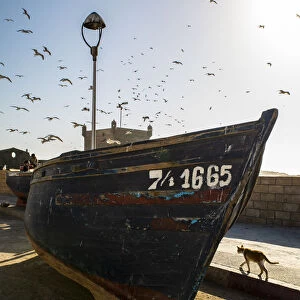 Essaouira, Morocco, Seagulls swam over a boat and a cat