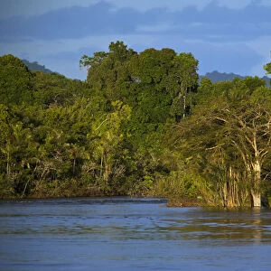 Essiquibo River Rain Forest Iwokrama Reserve GUYANA South America