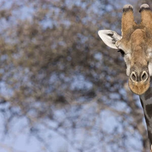 Etoshia National Park, Namibia. Cloe-up of a giraffe
