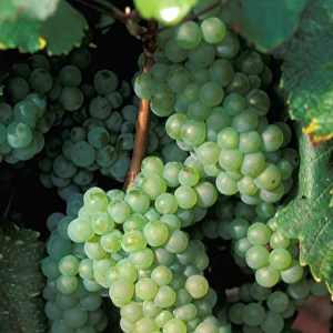 EU, France, Chablis. Grapes on the vine