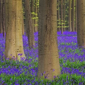 Europe, Belgium. Hallerbos Forest with trees and bluebells
