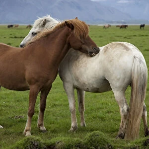 Europe, Iceland, Icelandic Horses