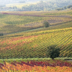 Europe, Italy, Tuscany. Colorful vineyards and olive trees in autumn in the Val