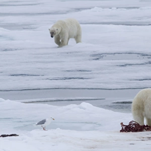 Europe, Norway, Svalbard. Polar bears and seal carcass on sea ice