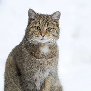 European wildcat (Felis silvestris silvestris) during winter in deep snow in National
