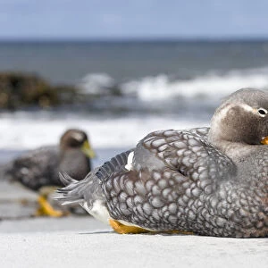 Ducks Collection: Falkland Steamer Duck