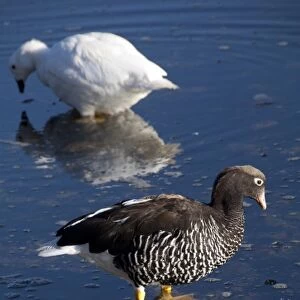 Falkland Island, Stanley. Endemic subspecies, Kelp goose, pair: white (m) brown (f) (wild