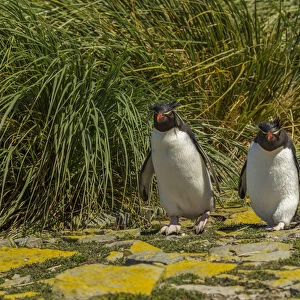Falkland Islands, Bleaker Island. Rockhopper penguins and tussac grass. Credit as