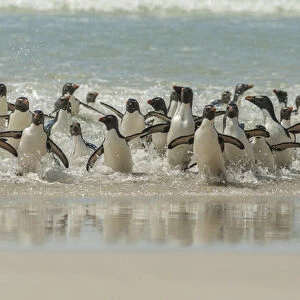 Falkland Islands, Saunders Island. Rockhopper penguins return to beach from ocean