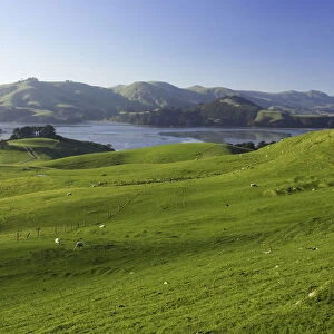 Farmland and Hoopers Inlet, Otago Peninsula, Dunedin, South Island, New Zealand