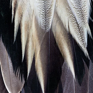 Back feathers of the Northern Pintail Duck