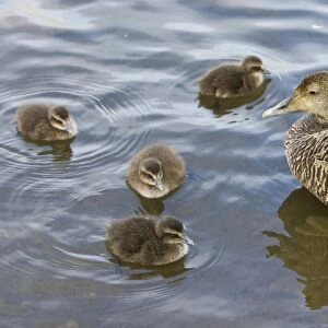 Female Eider duck and chicks swim in a city pond in Reykjavik, Iceland