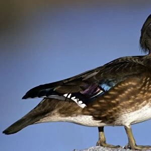 Female wood duck, Canada