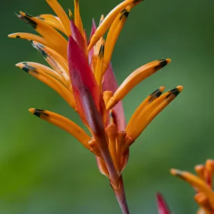 Fiji, Vanua Levu. False Bird Of Paradise Flower (Heliconia psittacorum)