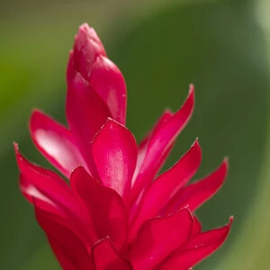 Fiji, Viti Levu. Red Ginger Flower (Alpinia purpurata)