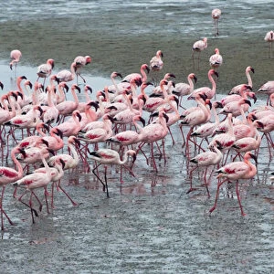 Flamingos, Walvis Bay, Erongo Region, Namibia