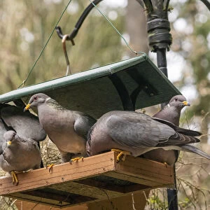 Flock of Band-tailed Pigeons cramming into a birdfeeder
