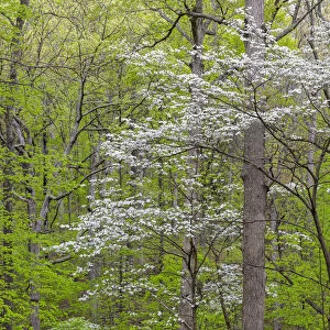 Flowering Dogwood Tree (Cornus florida) in spring Stephen A. Forbes St. Park