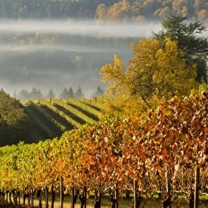 Fog pools in a finger of the Willamette Valley seen from Maresh vineyard in the Red