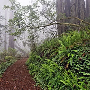 Footpath in foggy redwood forest beneath Pacific Rhododendron, Redwood National Park